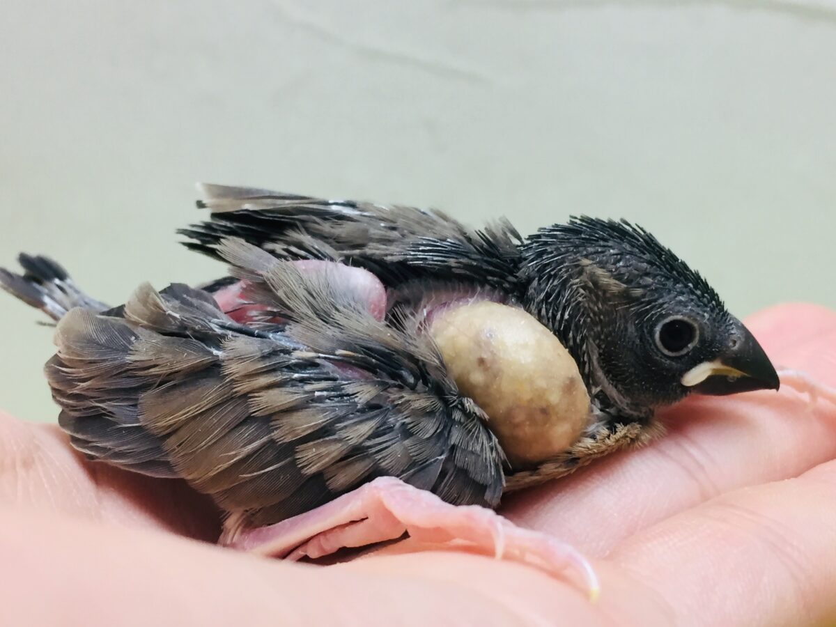 桜文鳥