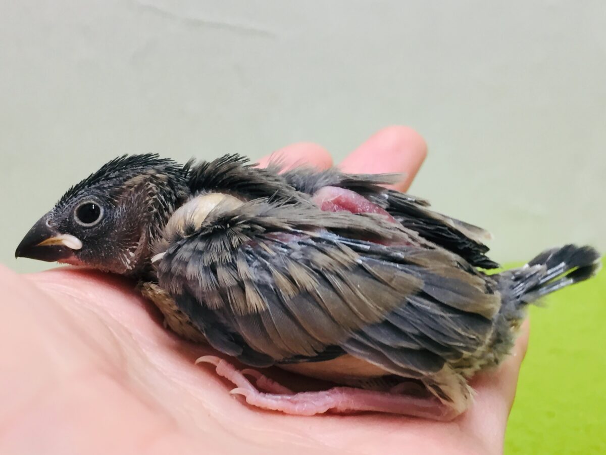 桜文鳥