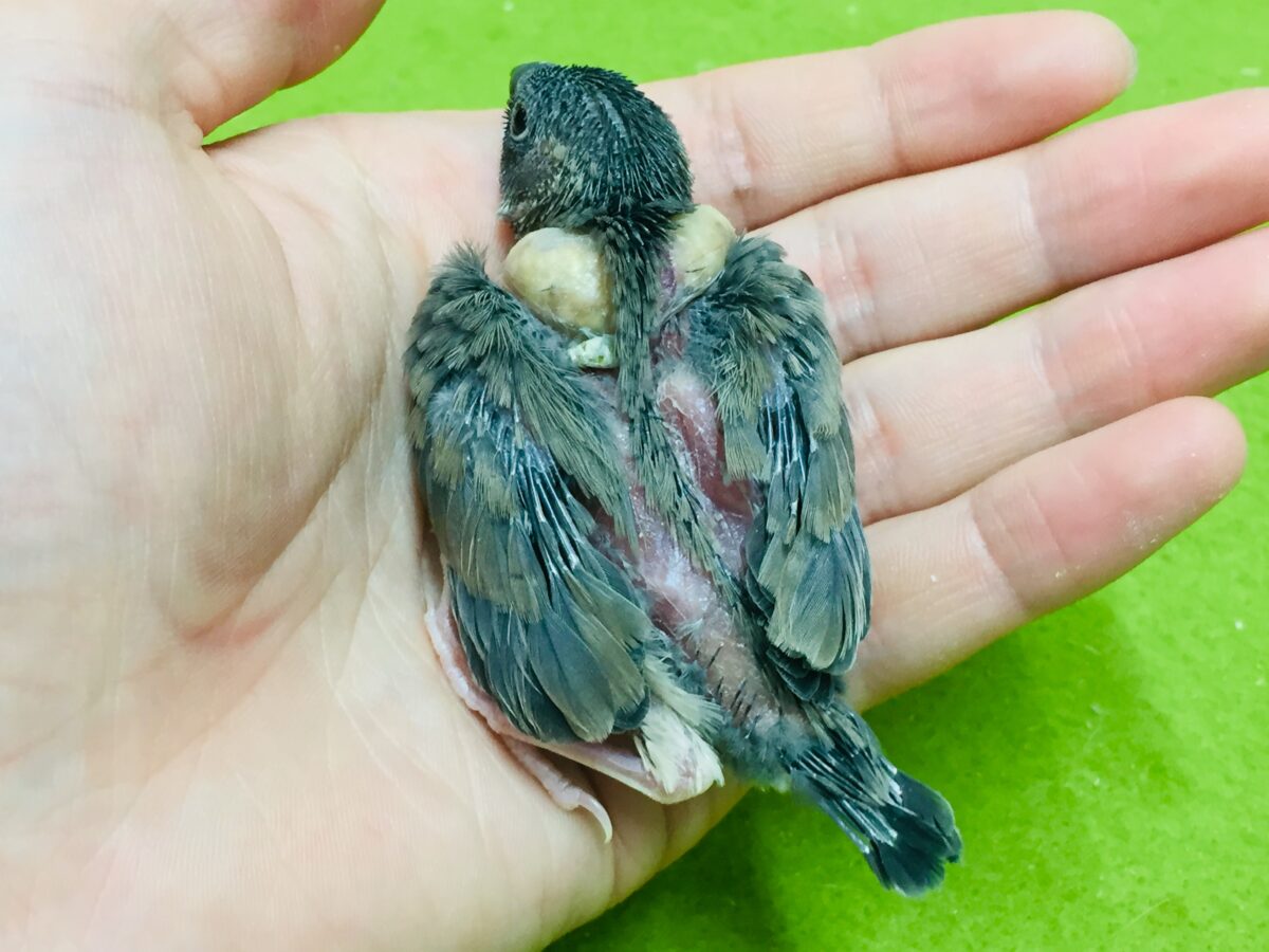 桜文鳥