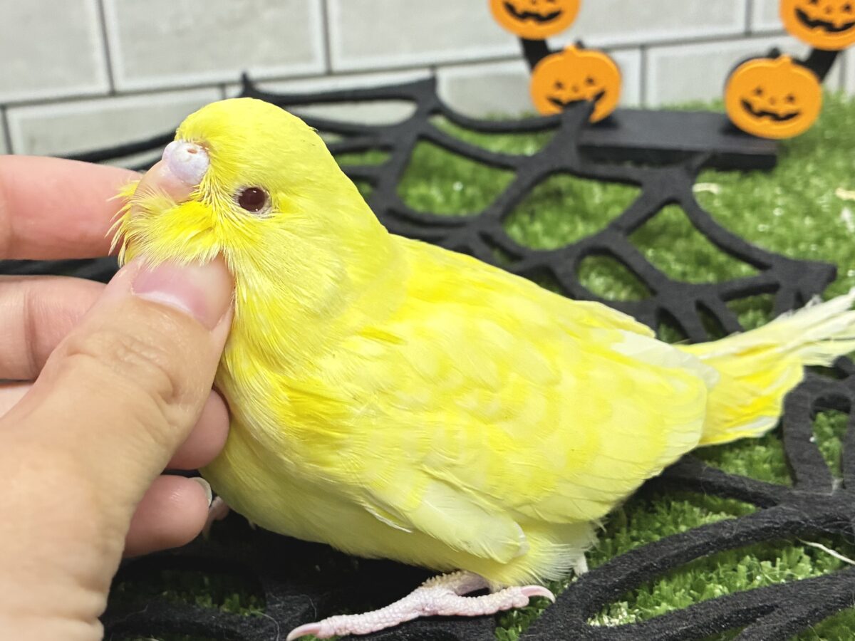 ジャンボセキセイインコ