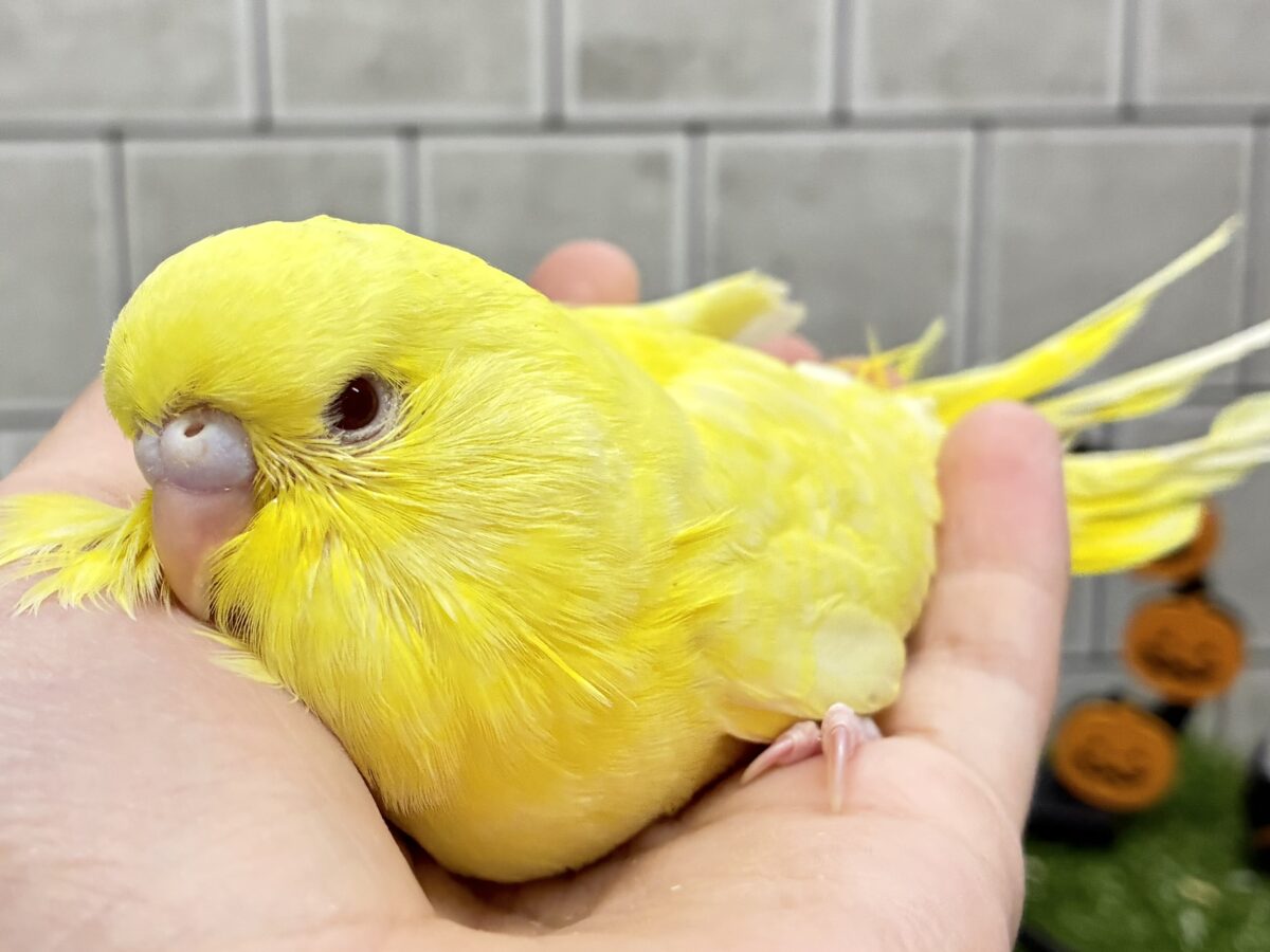 ジャンボセキセイインコ