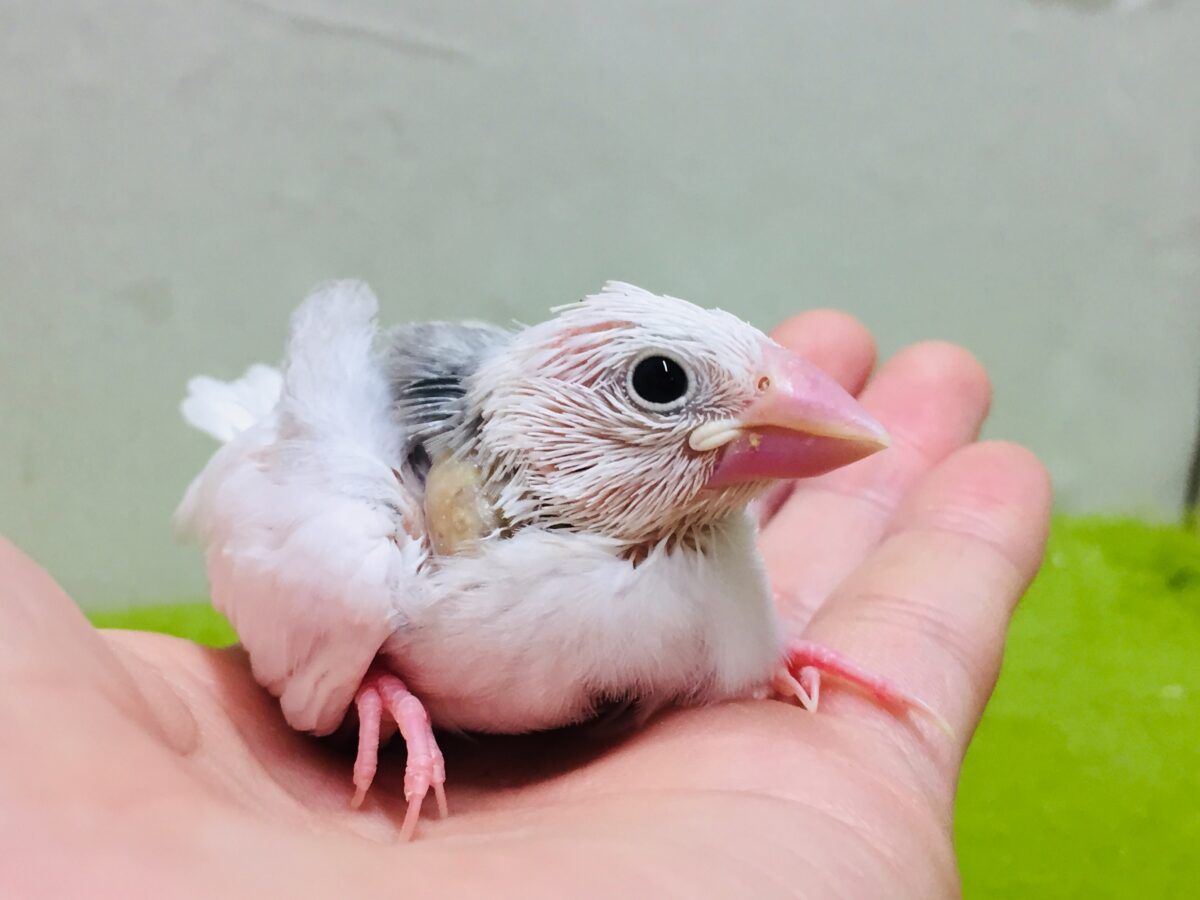 白文鳥