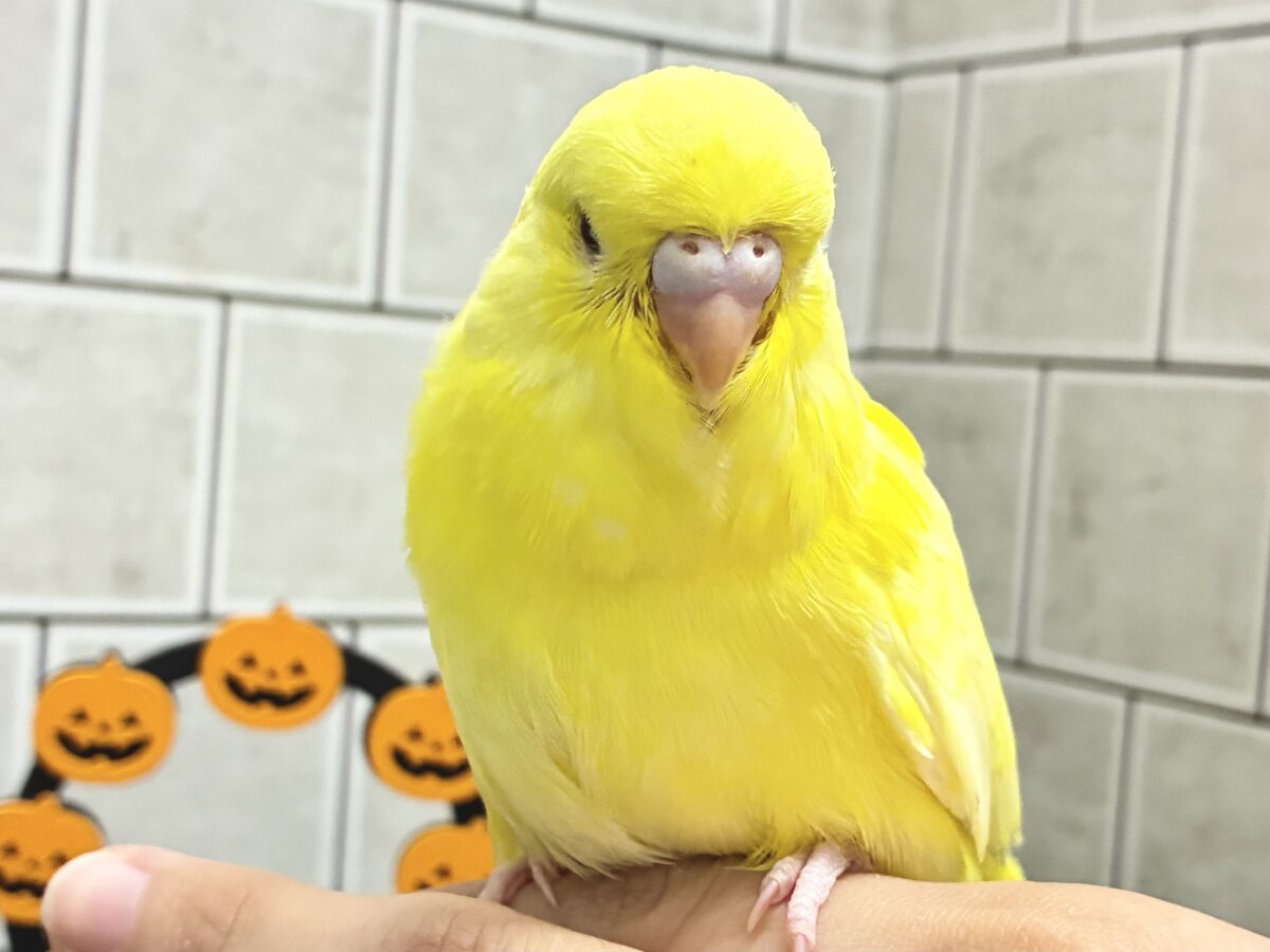 ボフボフじゃん💭💞たまご蒸しパン🍳✧*｡ジャンボセキセイインコ(ルチノー/2026年9