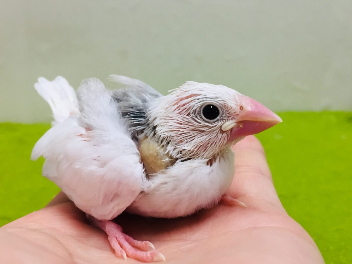 大人気！！可愛い白文鳥さんがやってきましたよ～！(*’▽’)💖💖