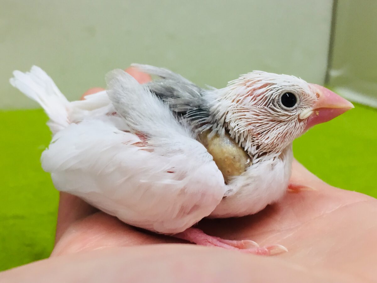 白文鳥