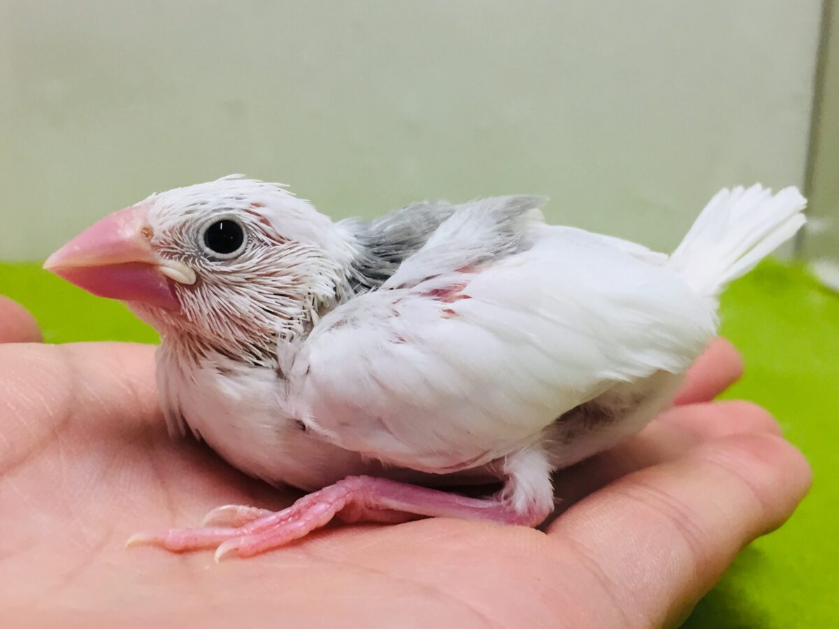 白文鳥