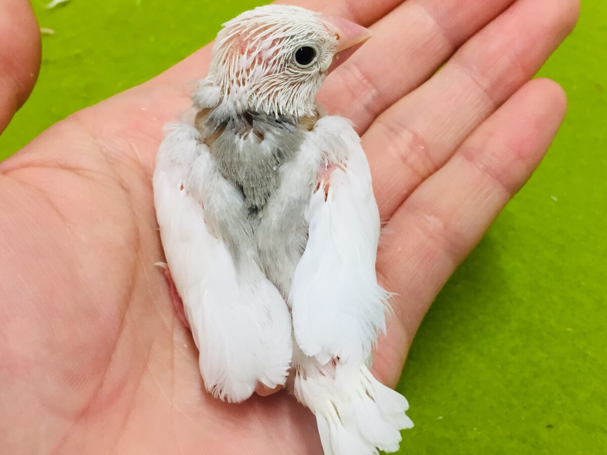 白文鳥
