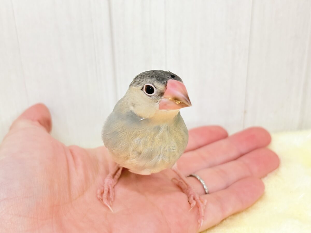 桜文鳥