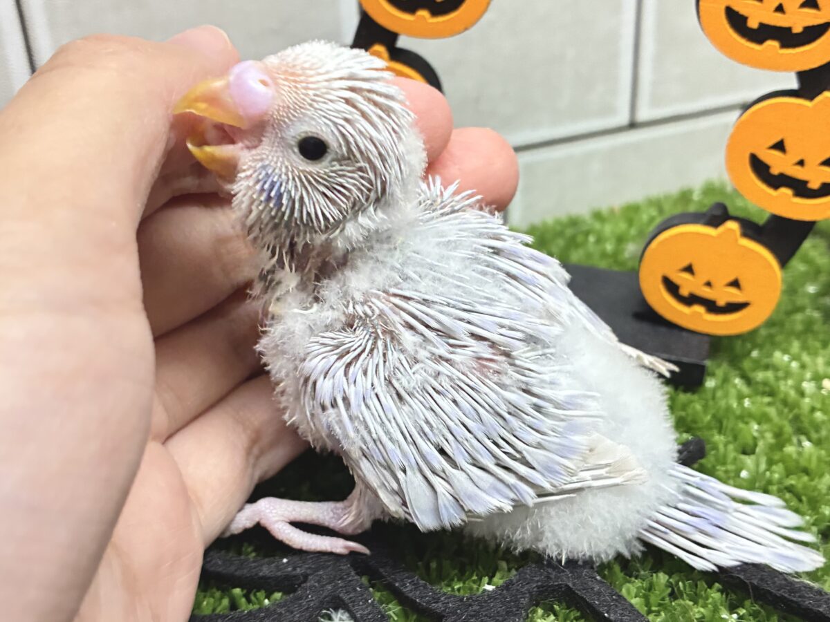 セキセイインコ