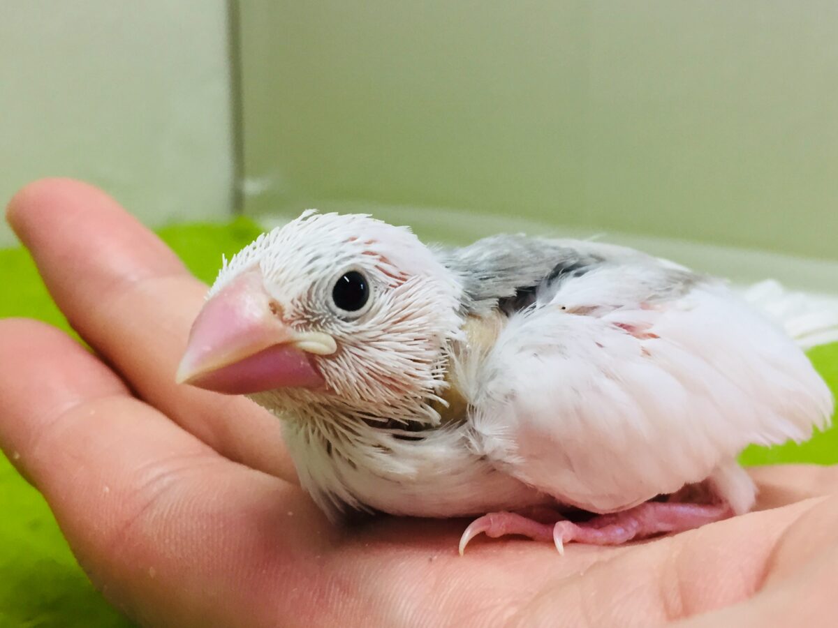 白文鳥