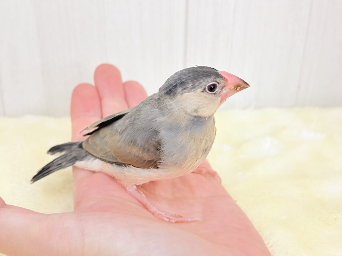 桜文鳥