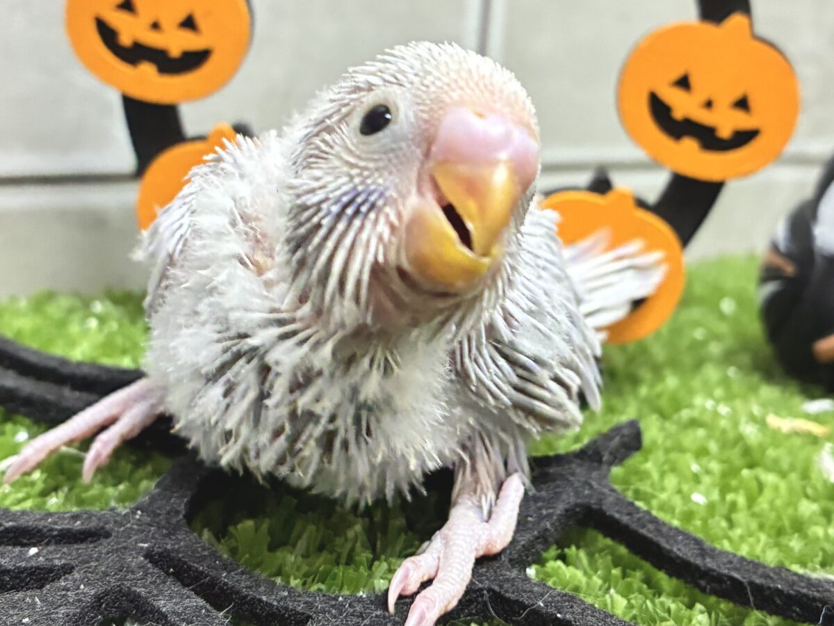 セキセイインコ