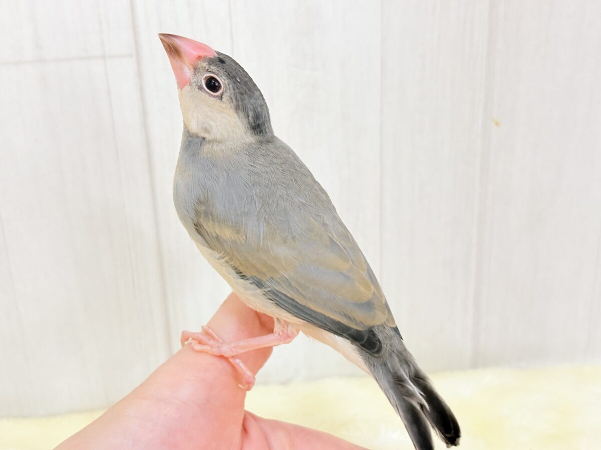 桜文鳥