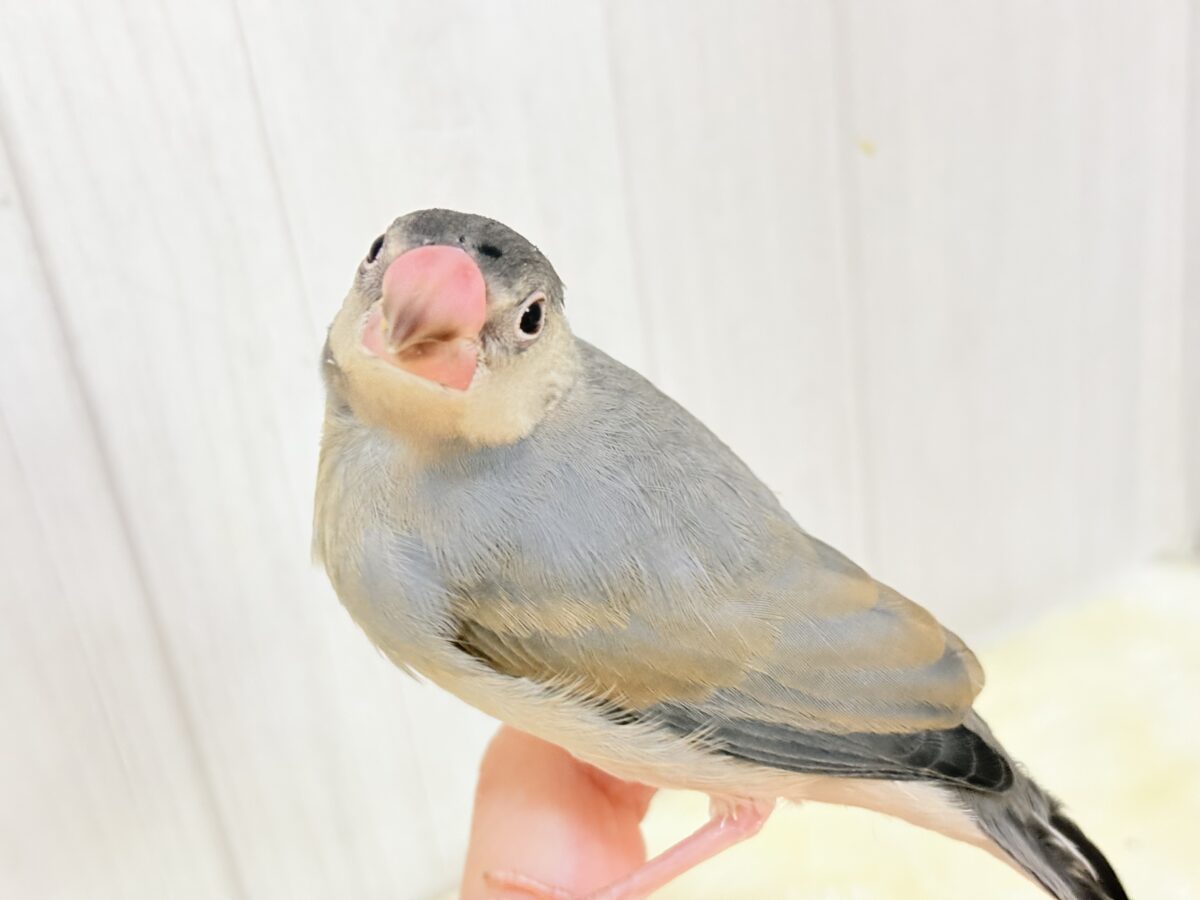 べったなれ〜♡1人でご飯食べれるよ🎶桜文鳥〜🌸