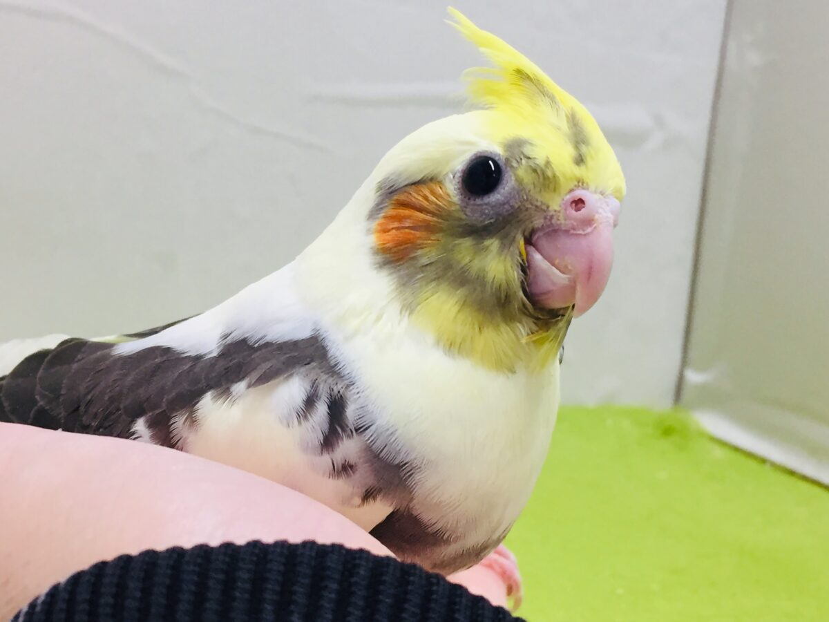オカメインコ