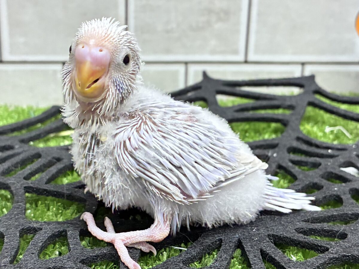 そよそよ🌀⋆*みるきぃラベンダ〜💐セキセイインコ(ライラック/2026年9月生まれ)
