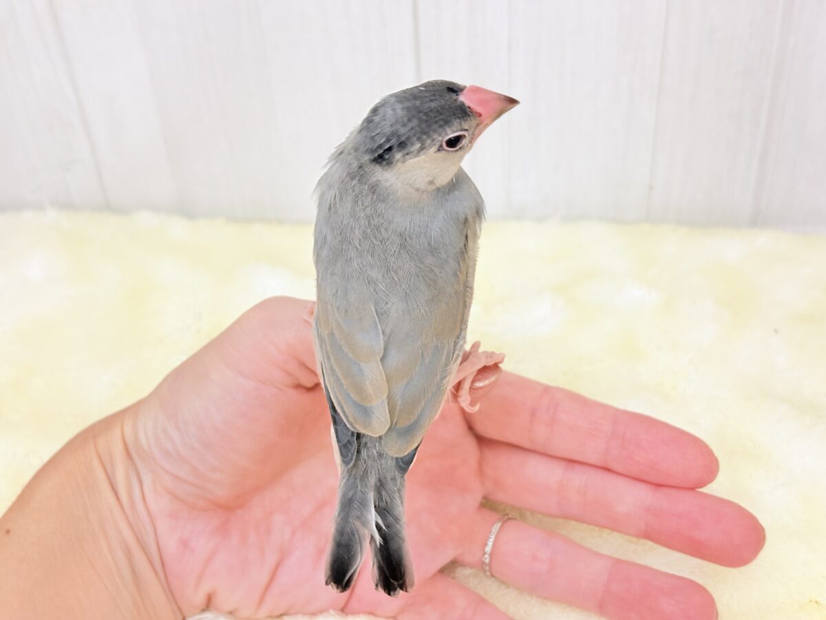 桜文鳥