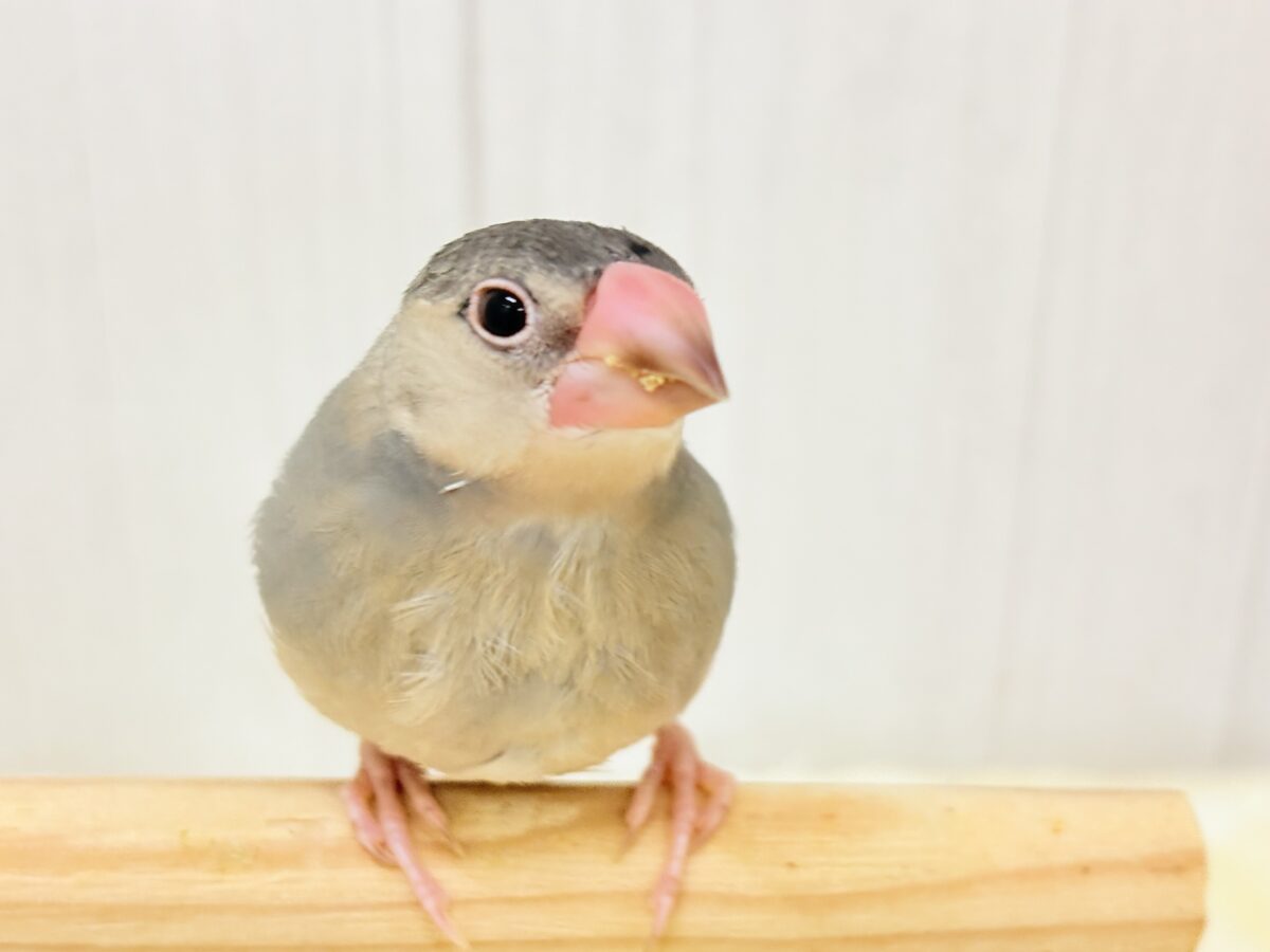 桜文鳥