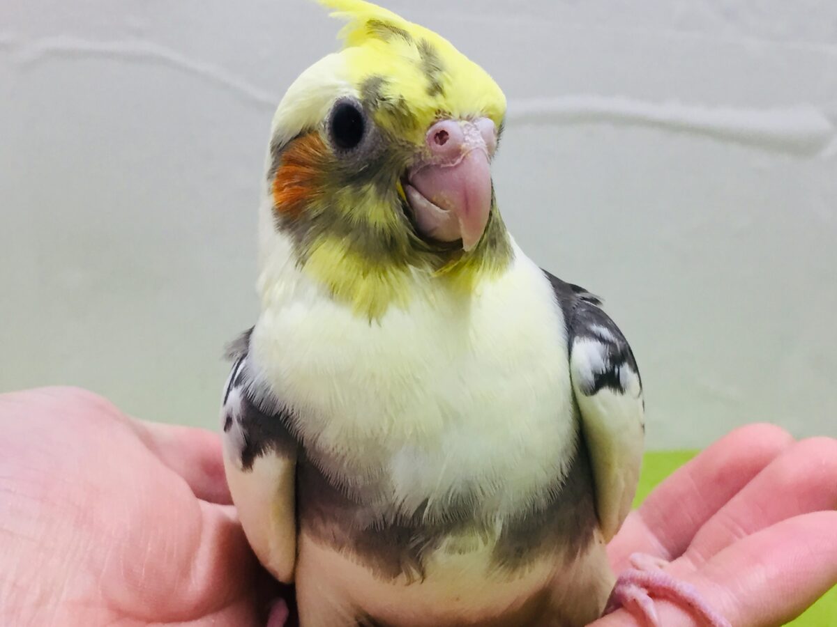 オカメインコ