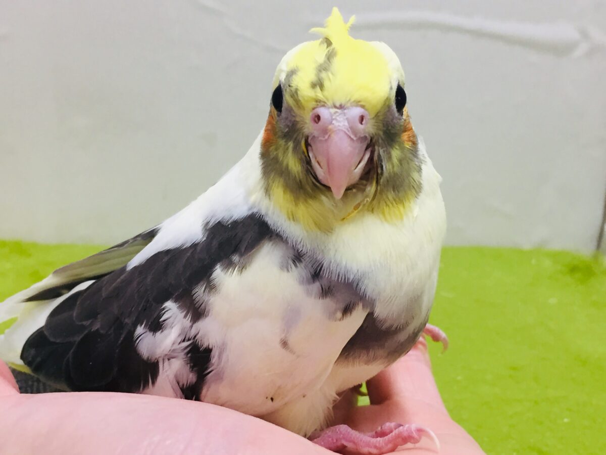 オカメインコ