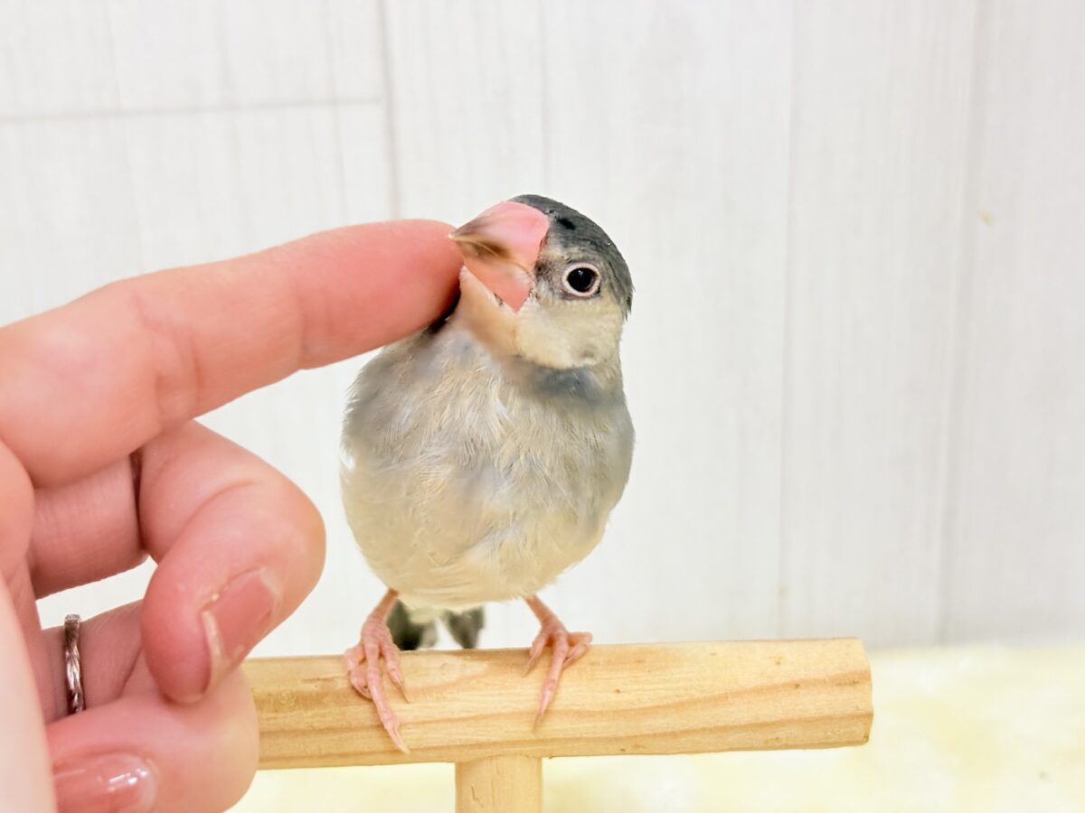 桜文鳥