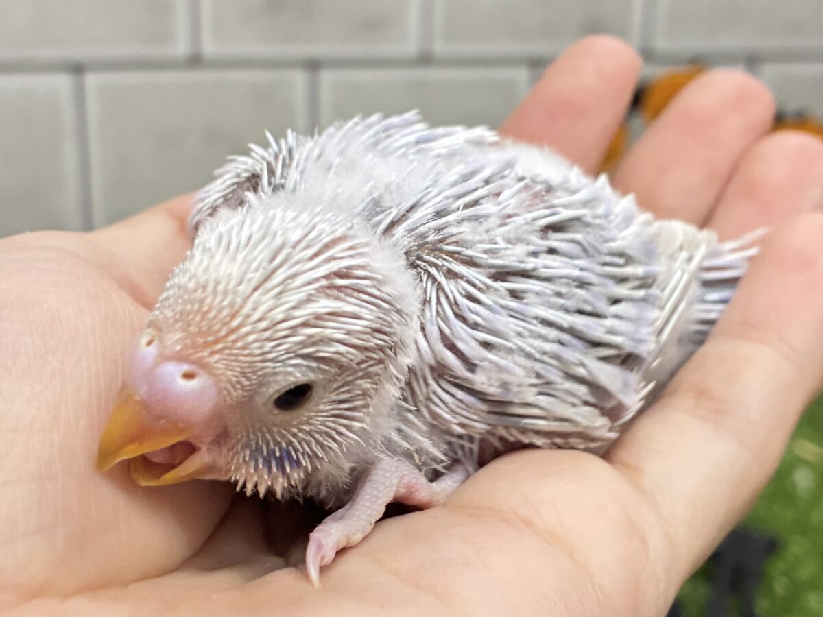 セキセイインコ