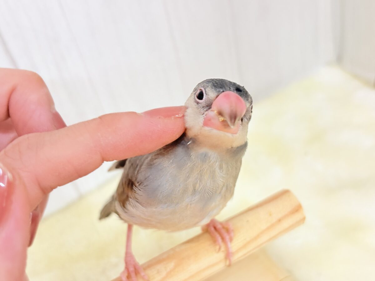 桜文鳥