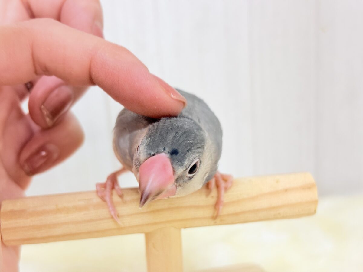 桜文鳥