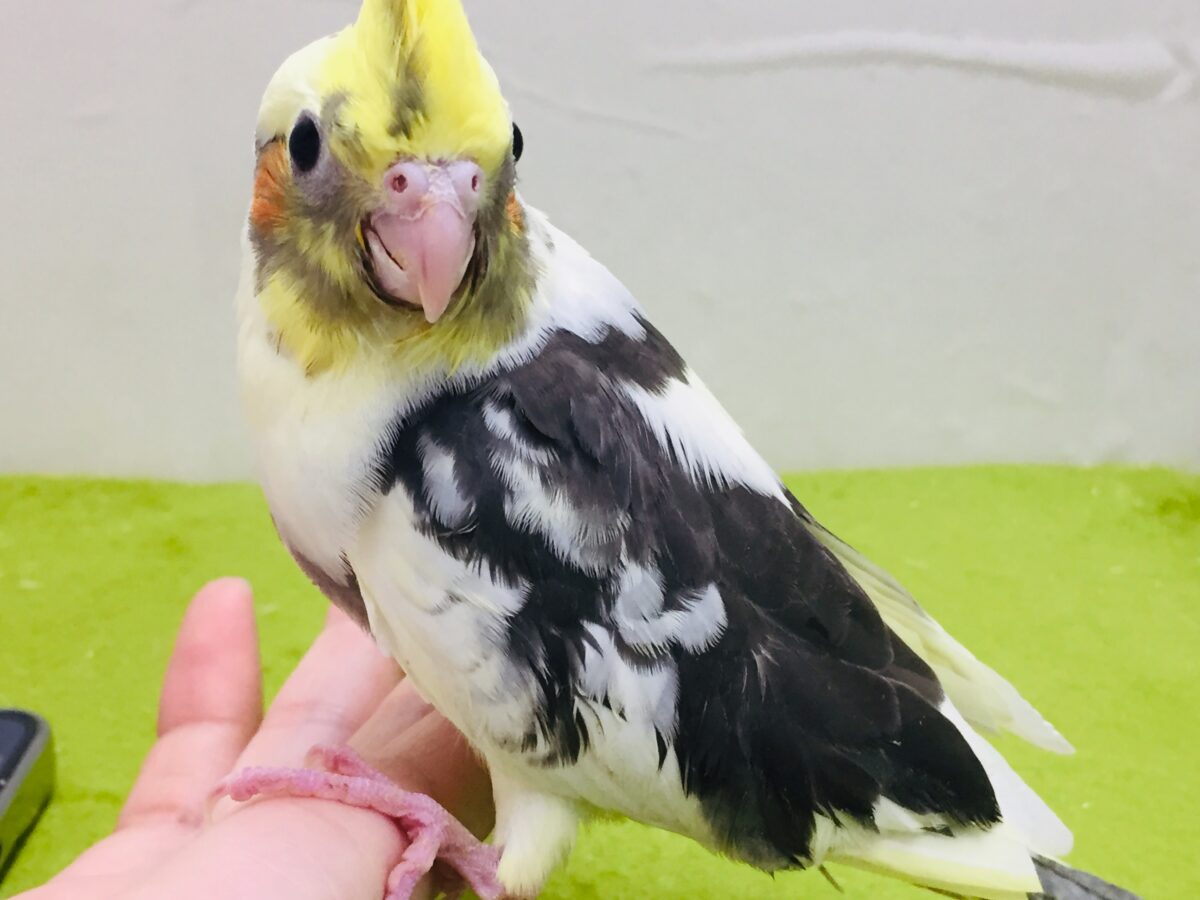 オカメインコ