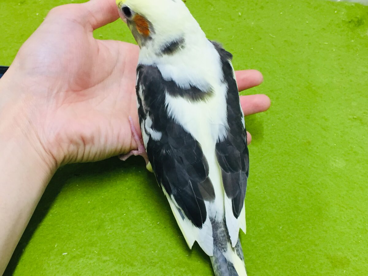 オカメインコ