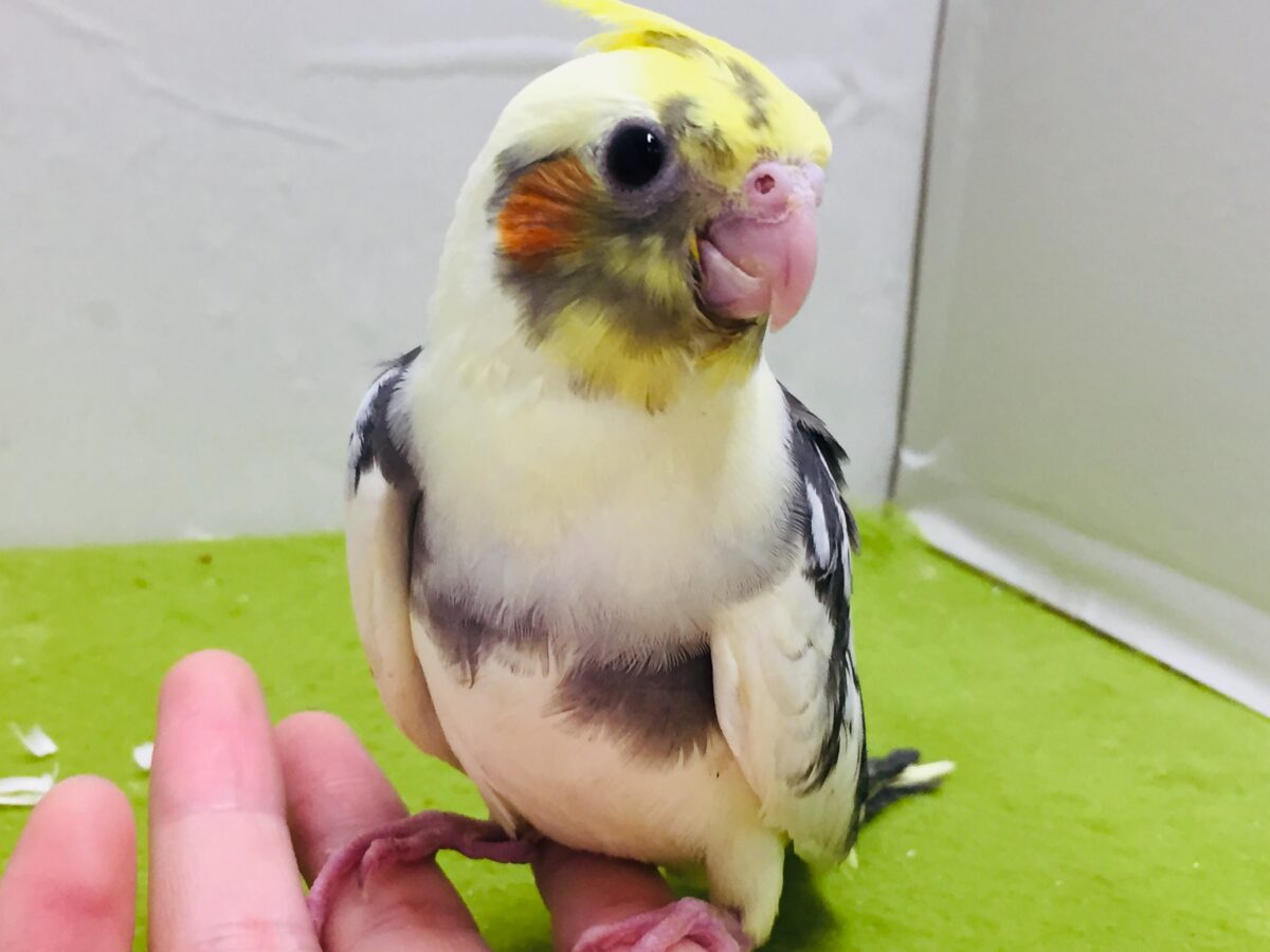 つぶらな瞳が魅力的💛💛💛　パイドカラーのオカメインコさんがやってきましたよ～！✨