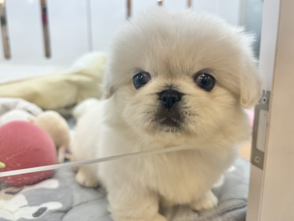 ペキニーズ