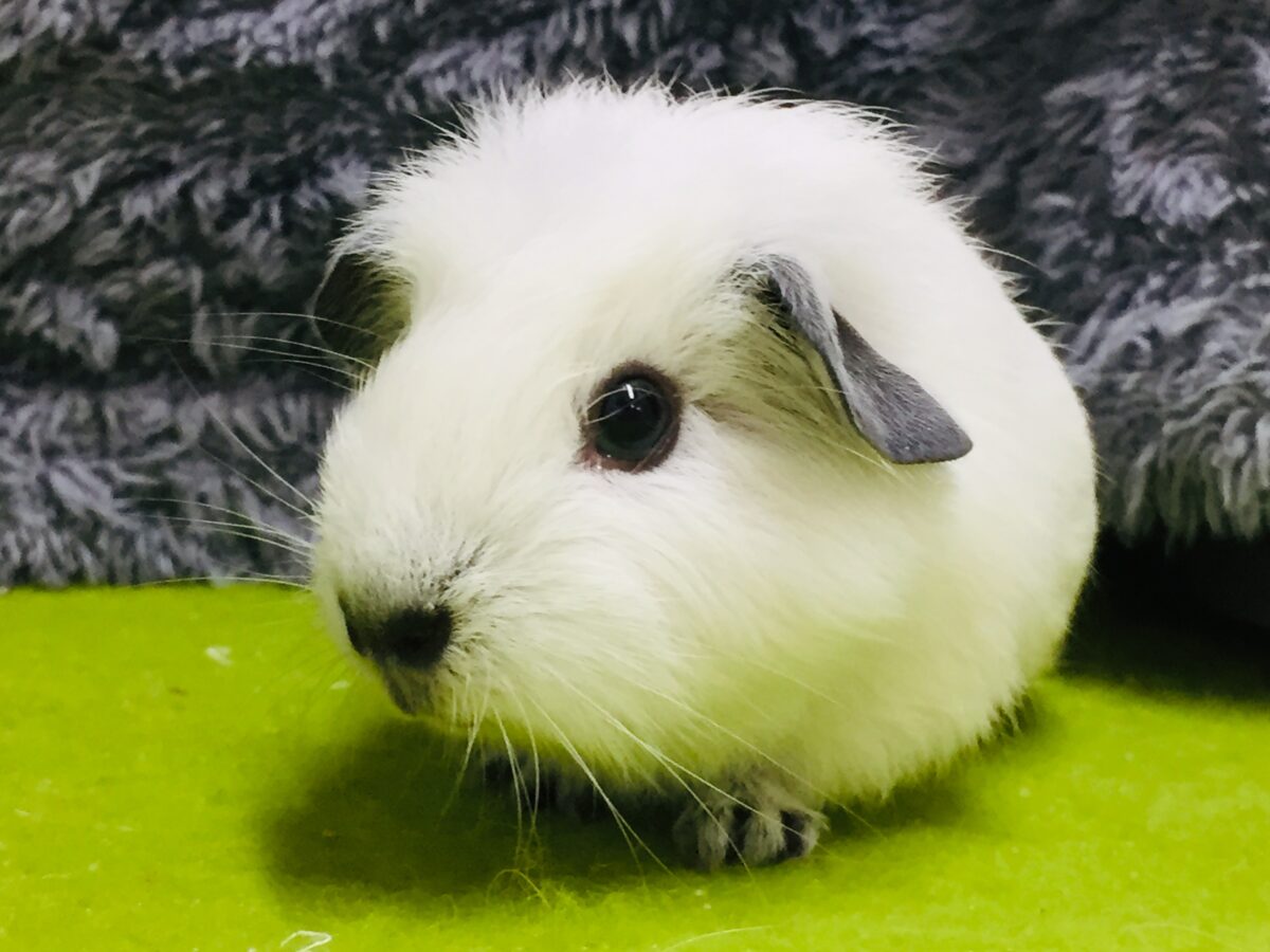 もちふわ⁉⁉　とっても可愛いモルちゃんがやってきましたー(*’▽’)💖💖💖　ロシアンスモークモルモット