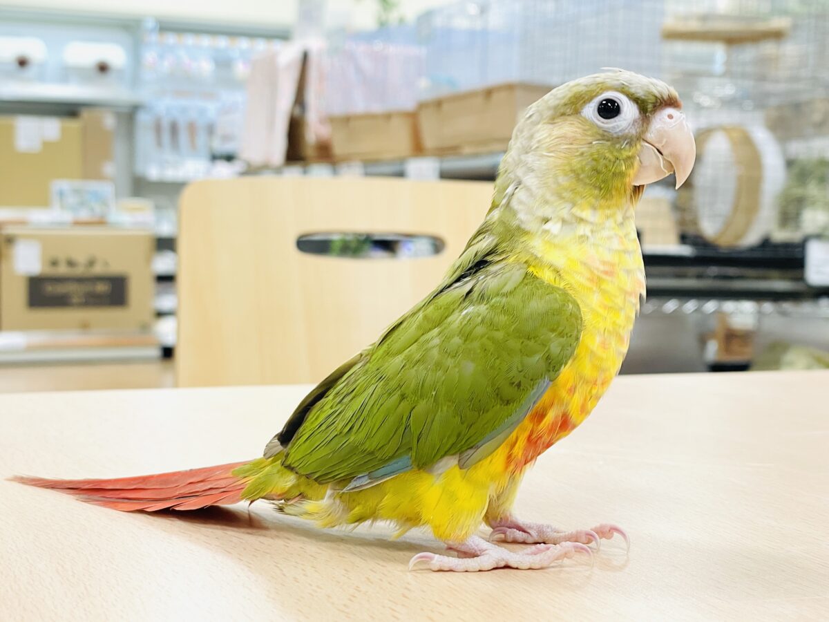 ホオミドリウロコインコ