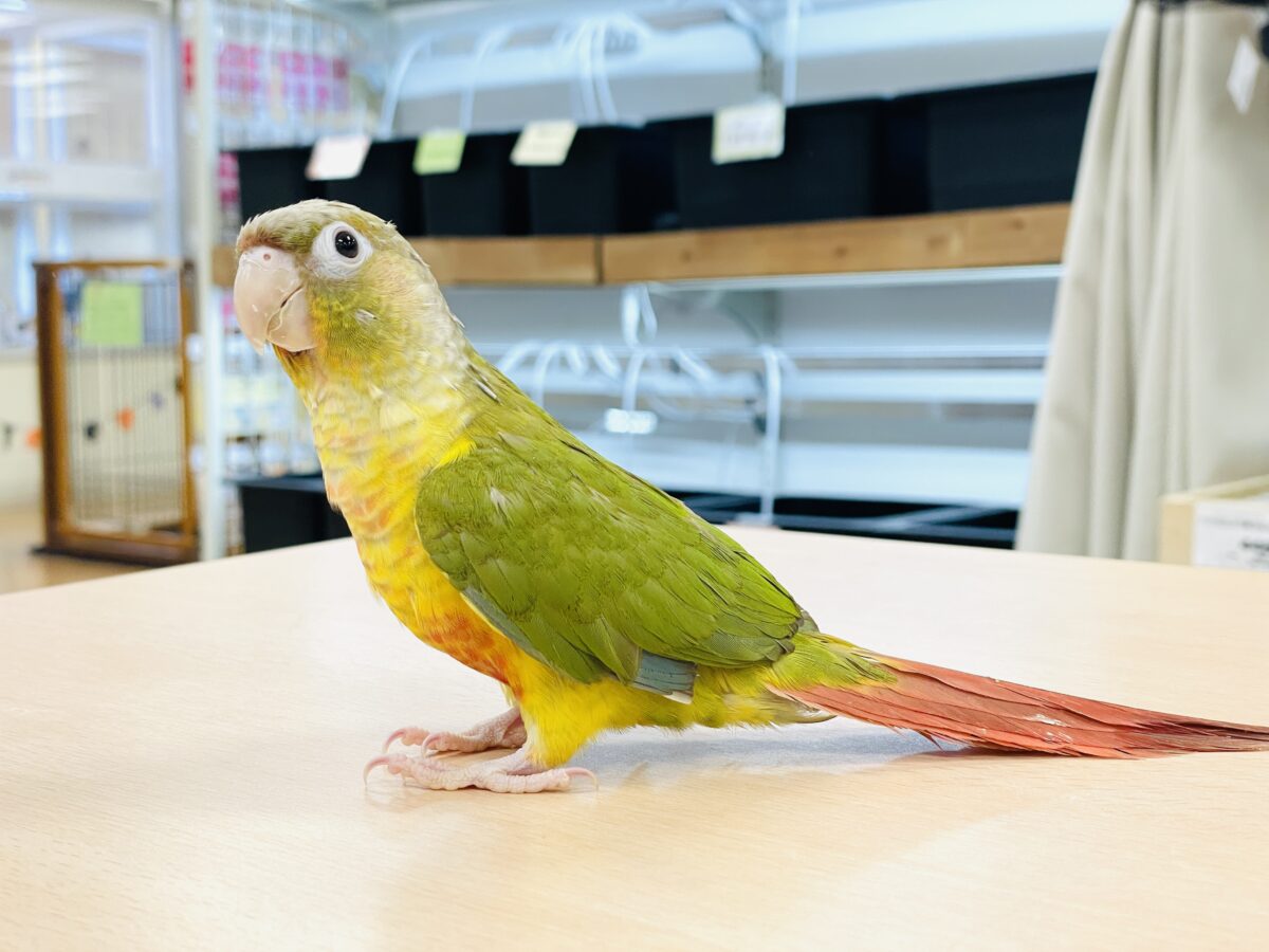ホオミドリウロコインコ