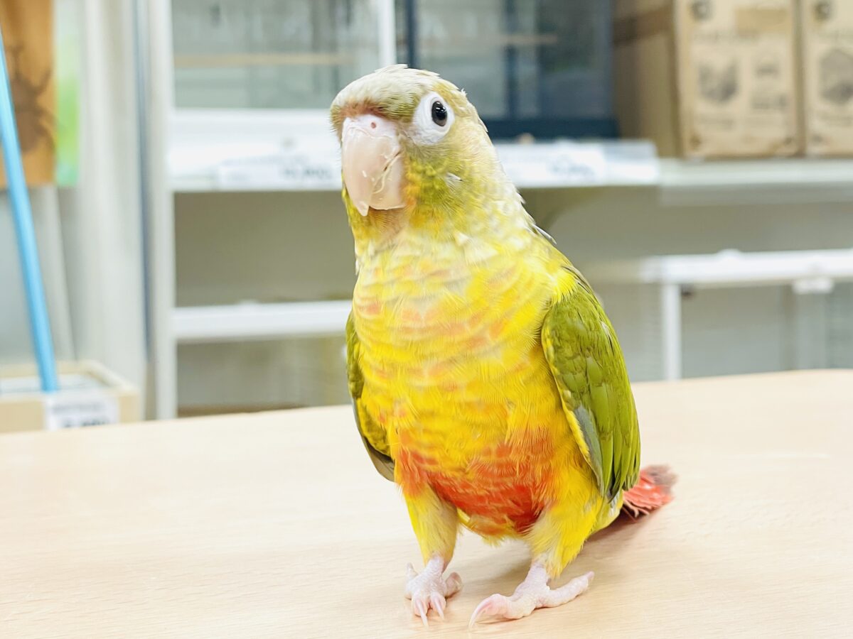 カラフルなウロコインコちゃん🍍✨（パイナップル）