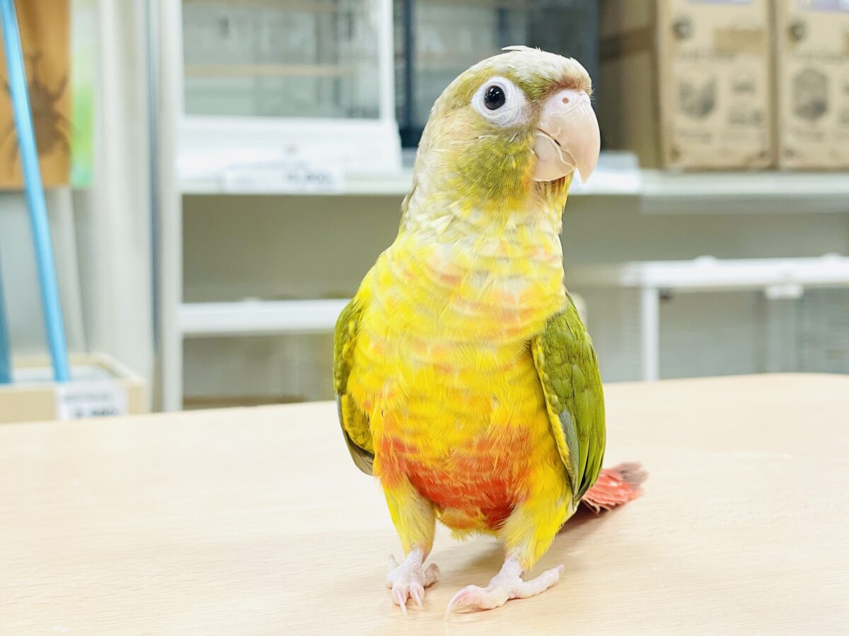 ホオミドリウロコインコ