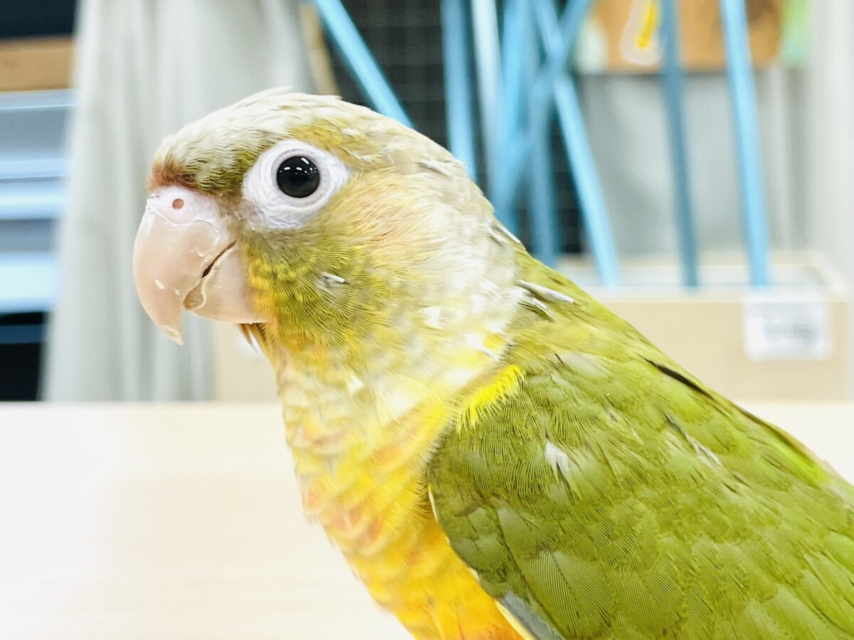 ホオミドリウロコインコ
