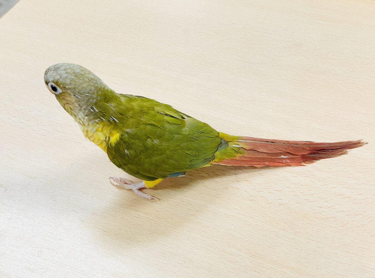ホオミドリウロコインコ