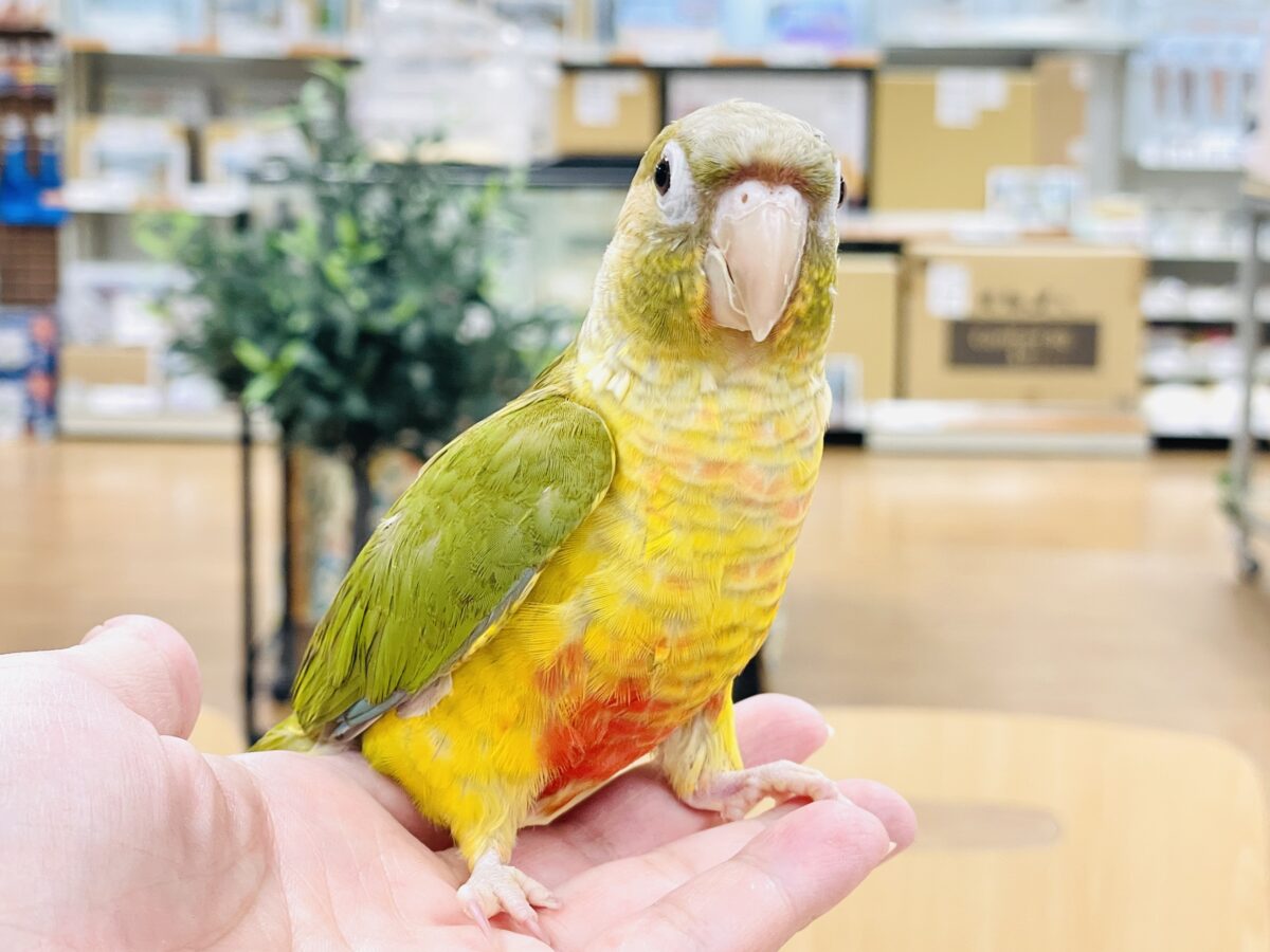 ホオミドリウロコインコ