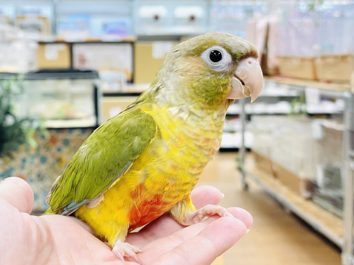 ホオミドリウロコインコ