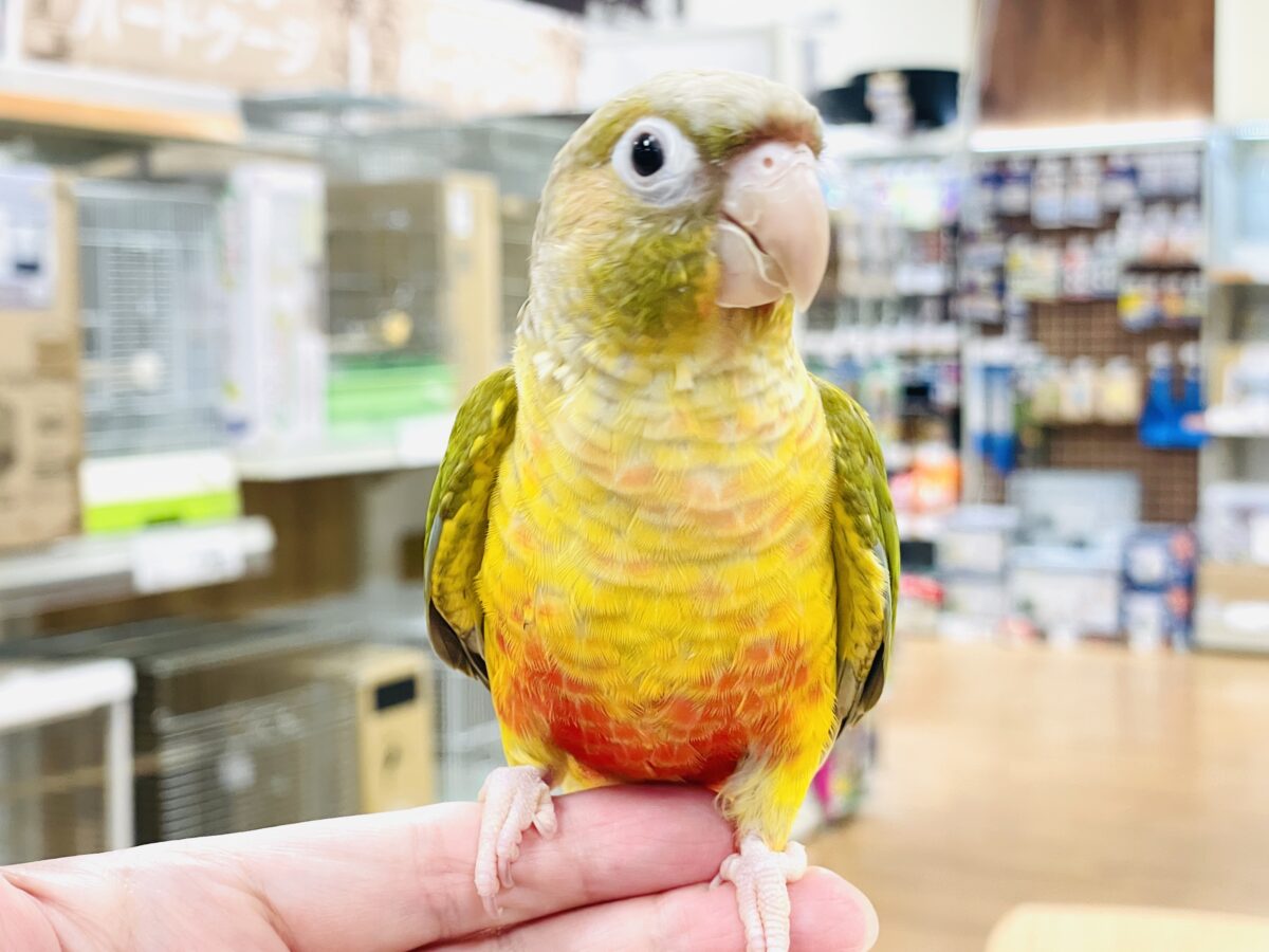 ホオミドリウロコインコ