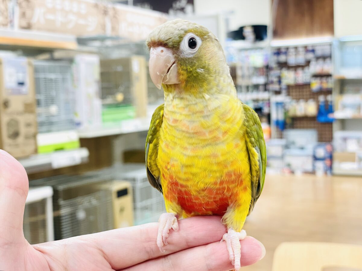 ホオミドリウロコインコ
