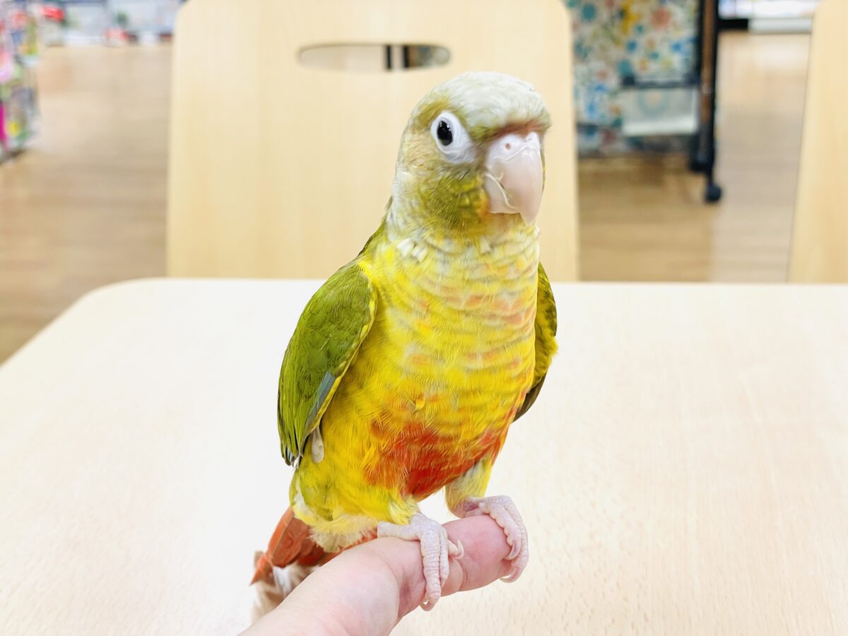 ホオミドリウロコインコ