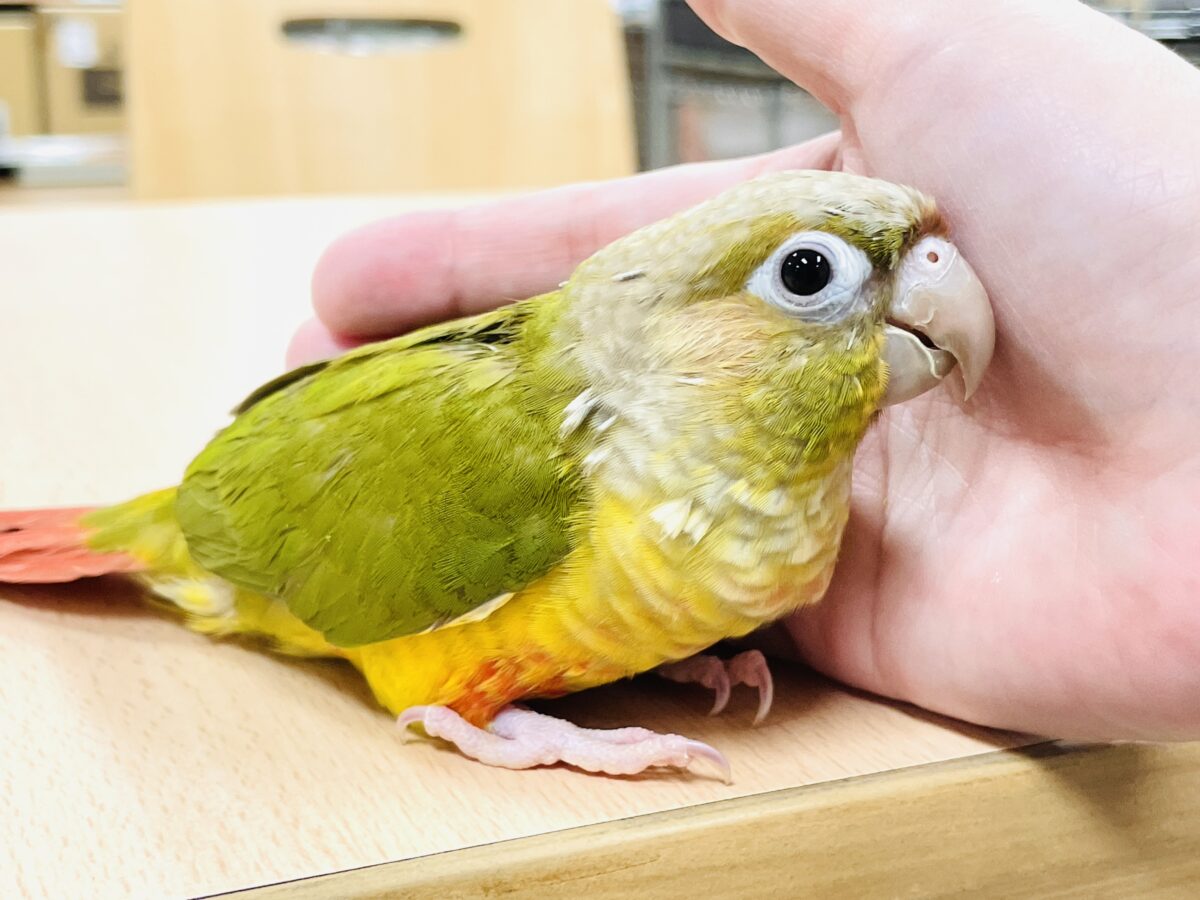 ホオミドリウロコインコ