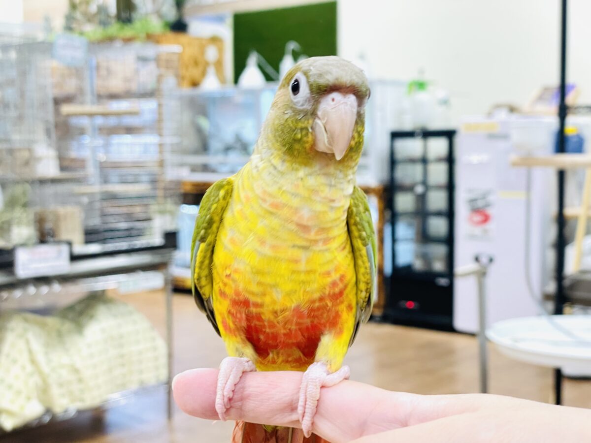 ホオミドリウロコインコ