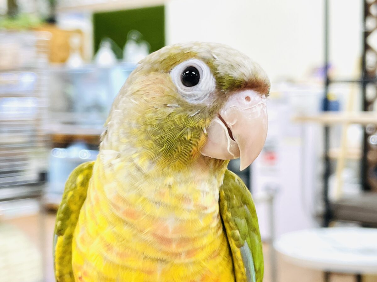 ホオミドリウロコインコ