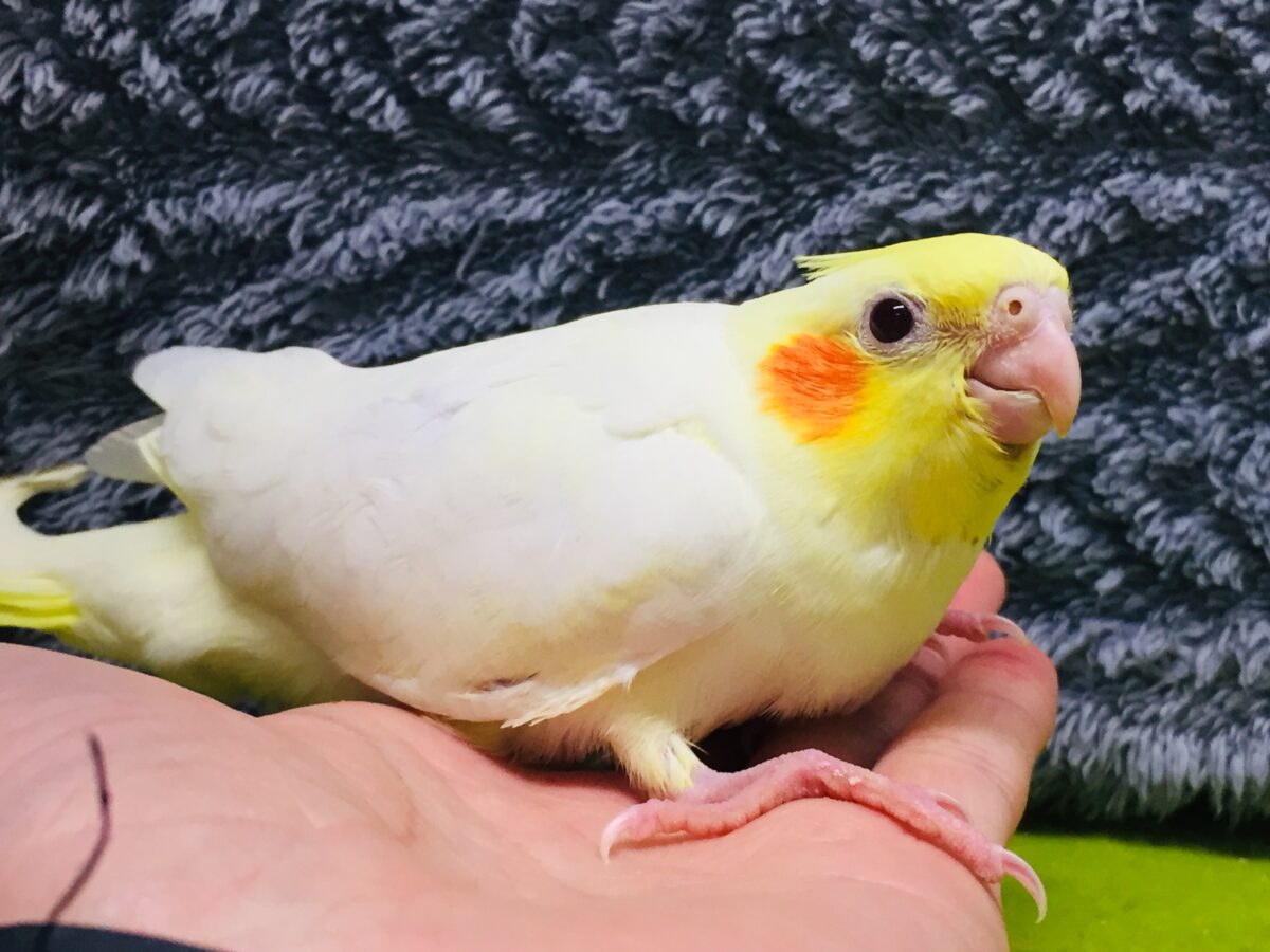オカメインコ