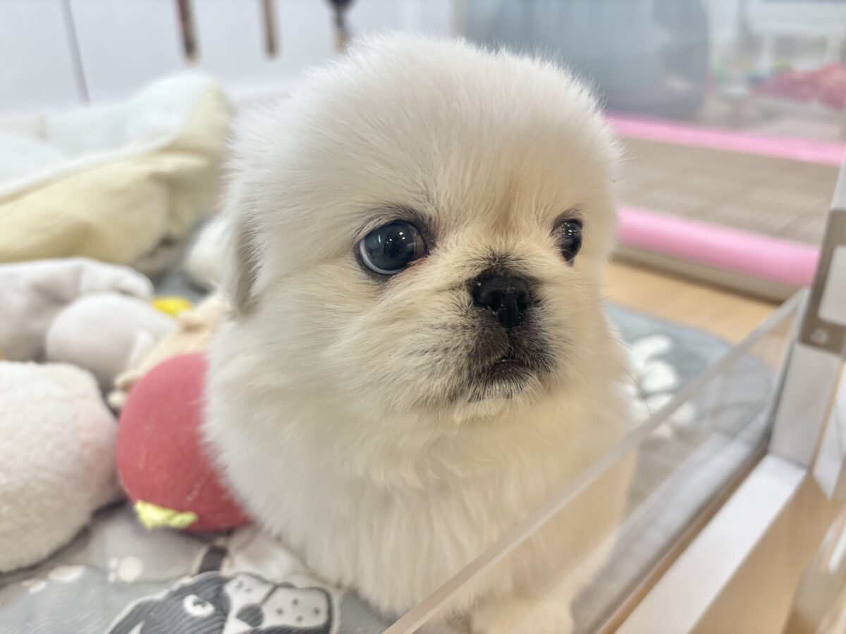 ペキニーズ