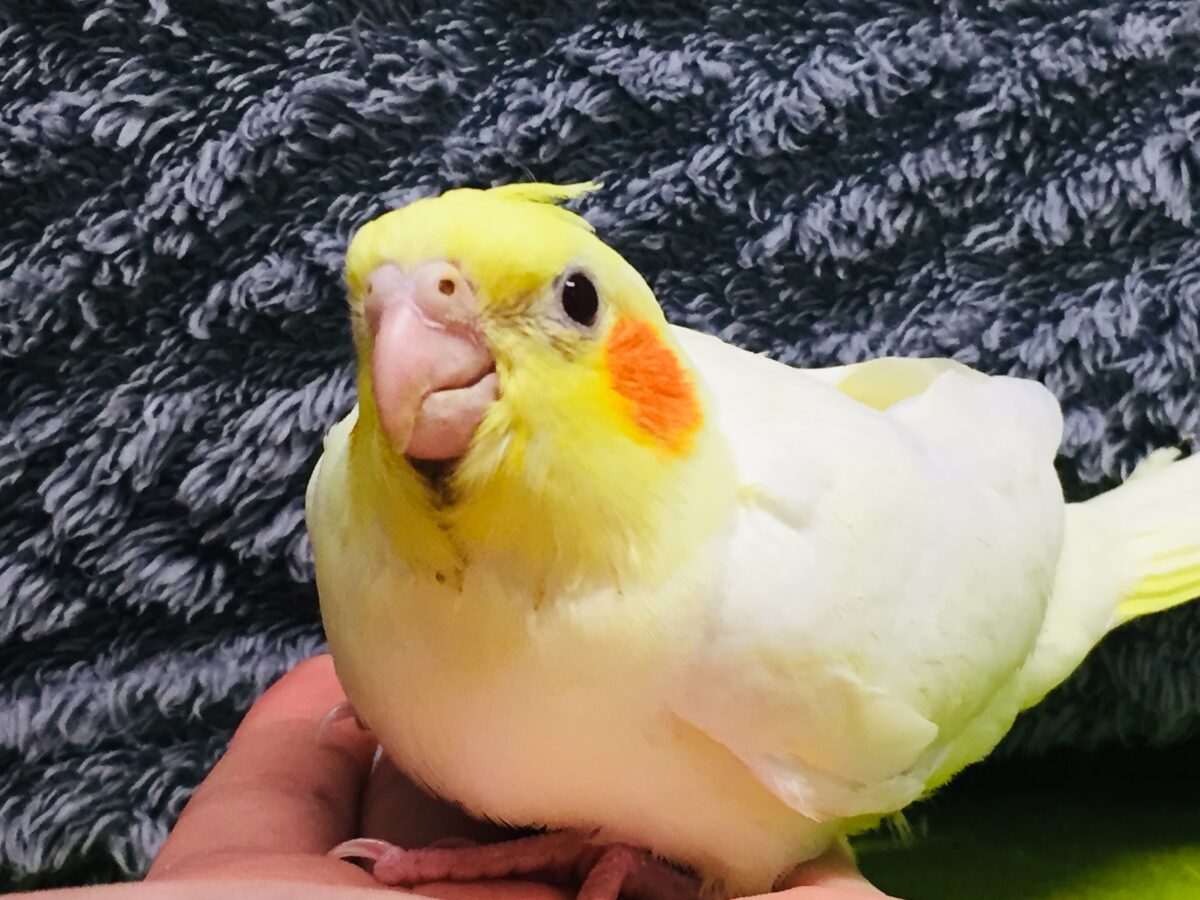 オカメインコ